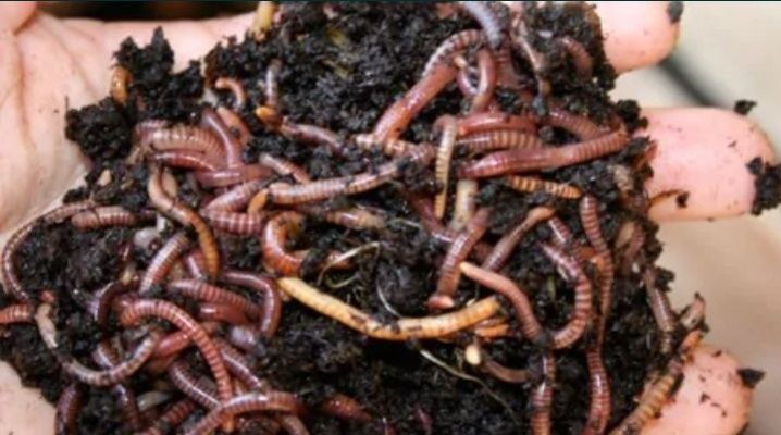 Minhocas Californianas (Eisenia fetida).