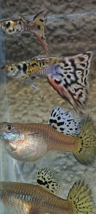 Gupiki 100 szt narybek po 3 odmianach okazja