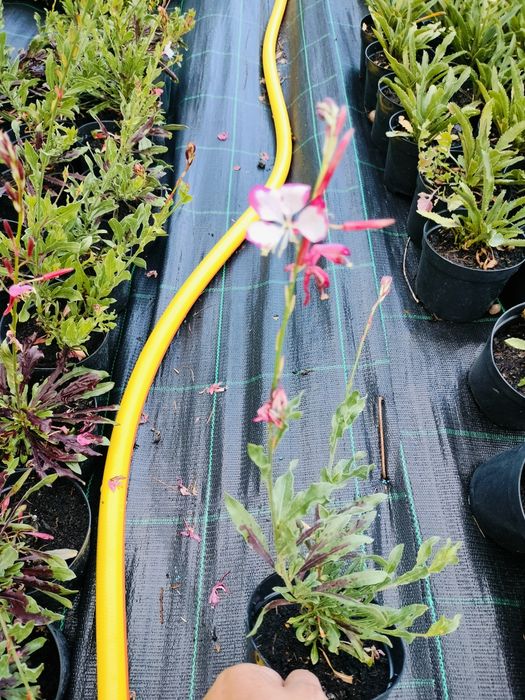 Gaura 'Rossy Jane Risnbeek'