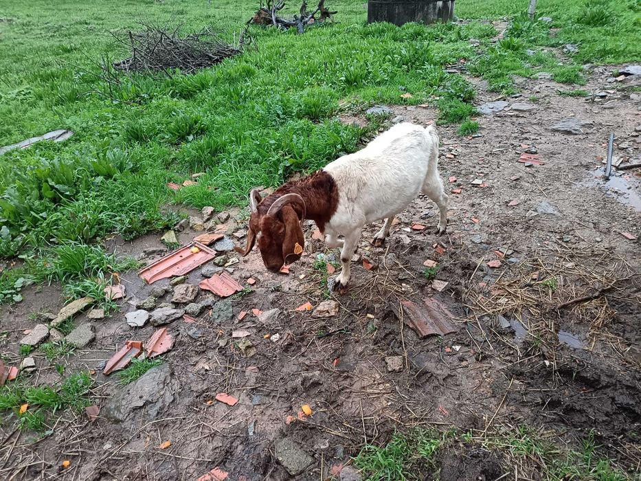 Vendo ou troco cabra boer