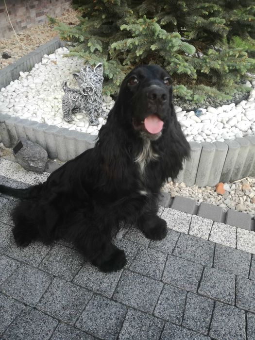Suczka cocker spaniel angielski 5 lat do Adopcji za darmo