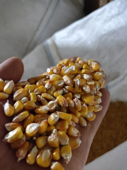 Кукурудза суха цього року