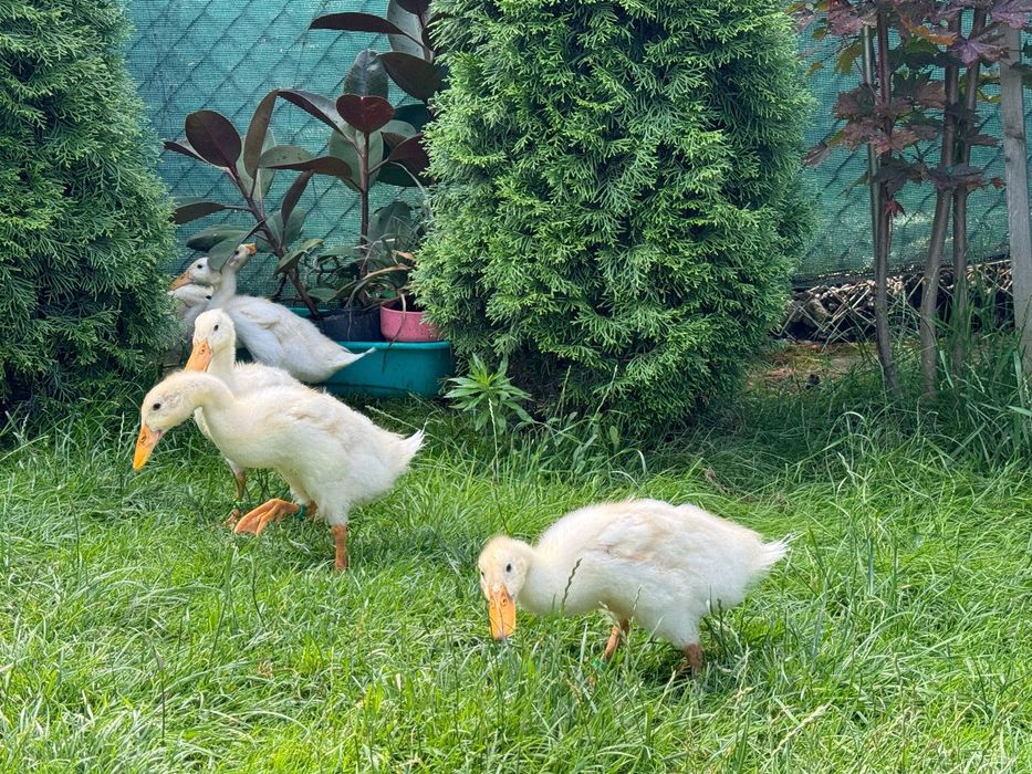 Kaczki biegusy czysto biale