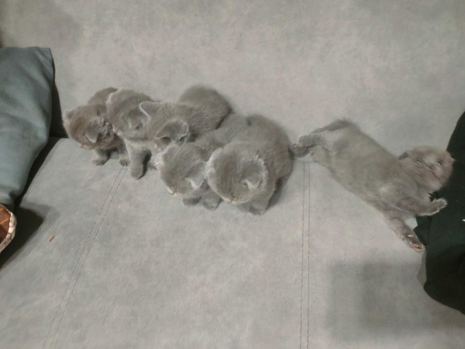 Шотландские котята продам