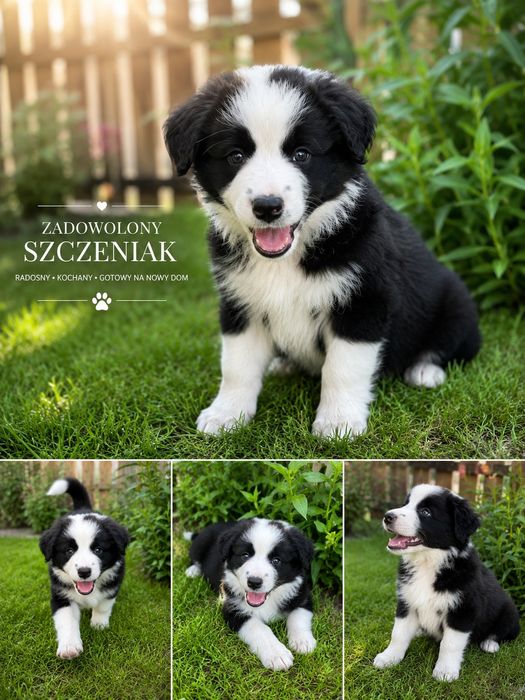 Border Collie, czarno biały, szczeniak
