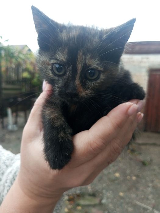 Віддам кицю , безкоштовно.