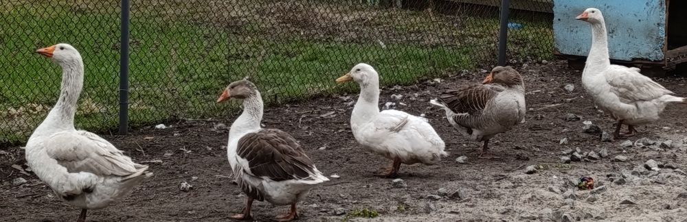 Продам гусей молоді