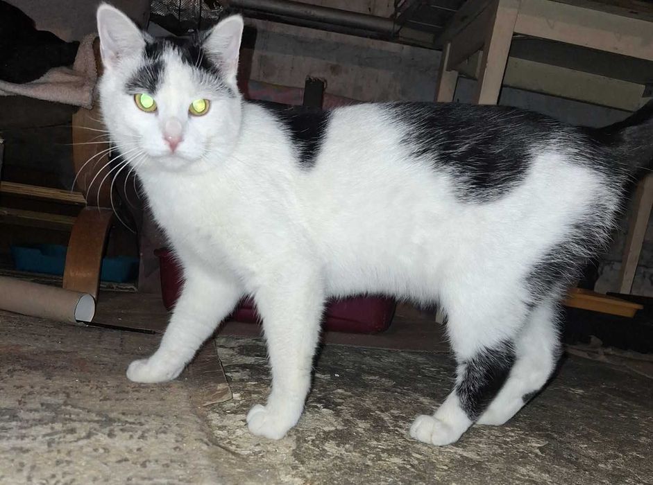 Kociaki do pilnej adopcji