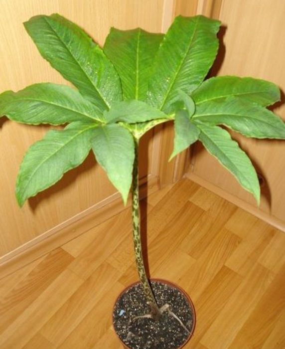 Сауроматум клубни 1 шт