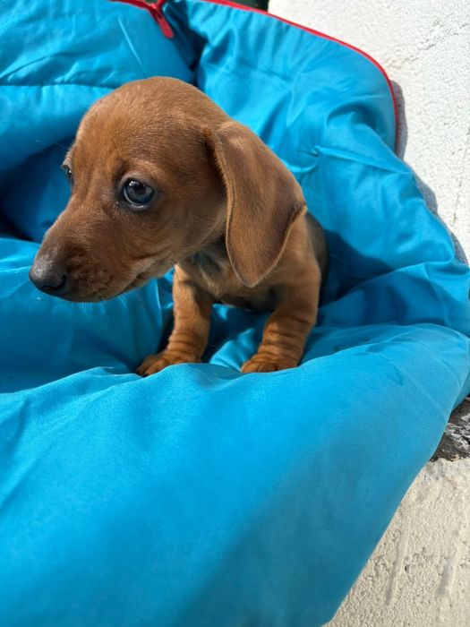 Teckel Miniatura pelo curto