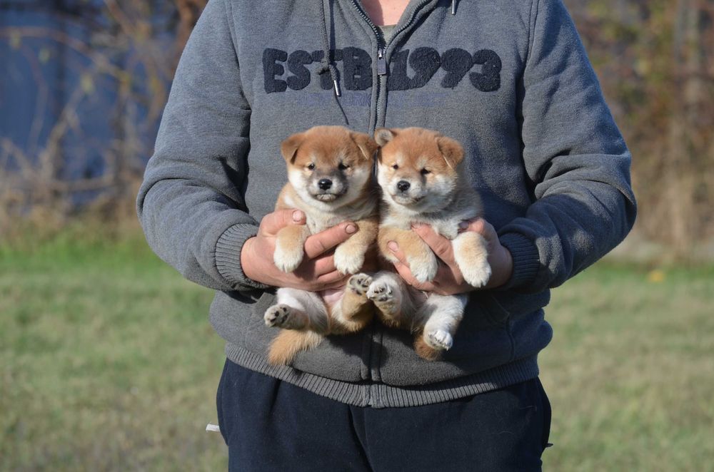 Шиба/Сіба/Shiba, КСУ-FCI! Київ, або відправлю. Є "Оплата частинами"