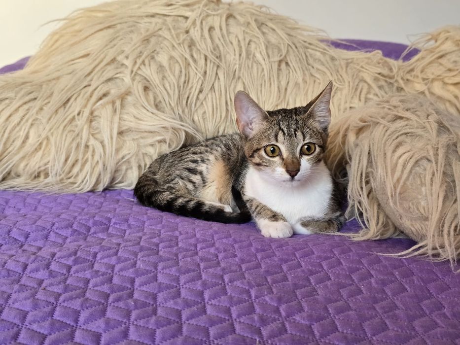 Cléo, para adoção