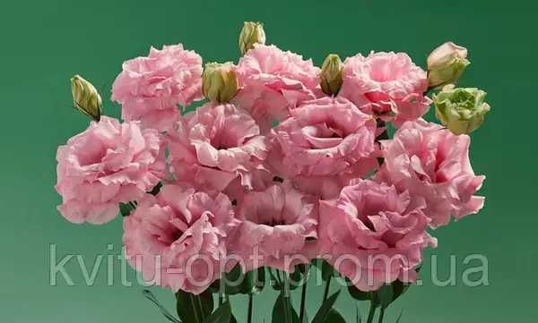 Розсада еустоми, квіти