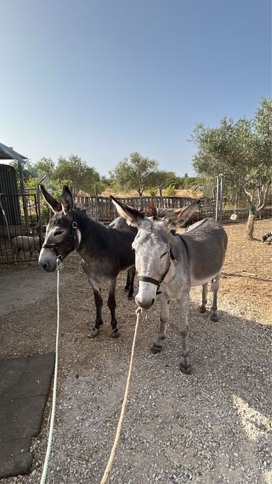 Vendo parelha de burros
