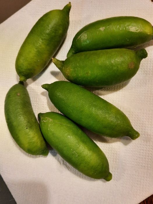 Fruto Limão Caviar Verde