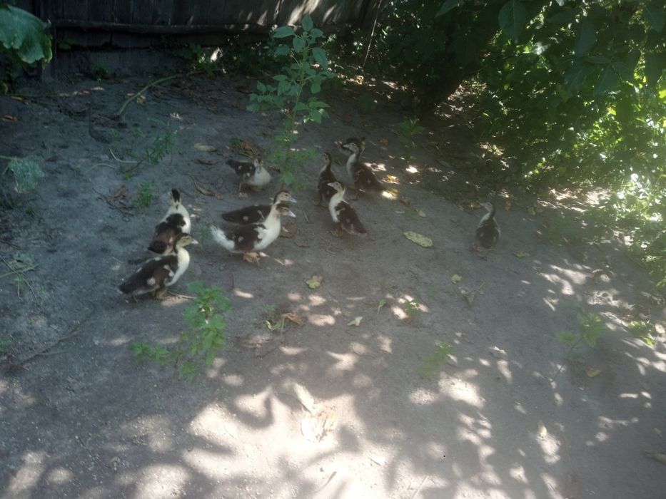 Продаємо індоутята