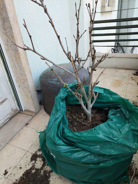 Árvore Hibisco 1 metro altura