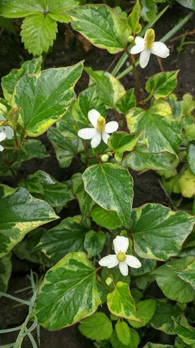 Багаторічники хаутюнія