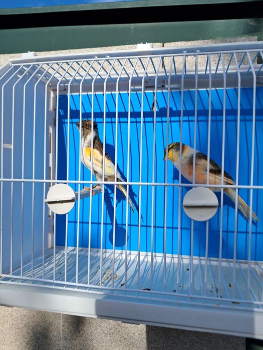 Canários, diversas raças, com qualidade..