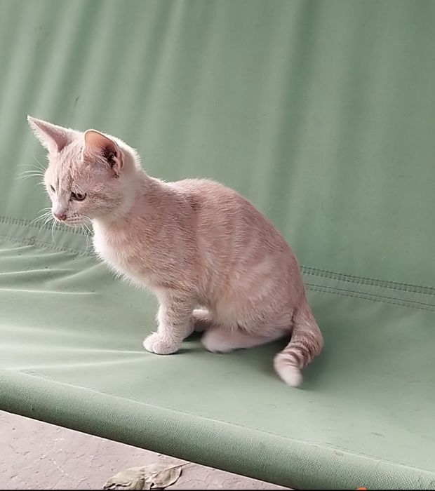 отдам котенка  мальчика