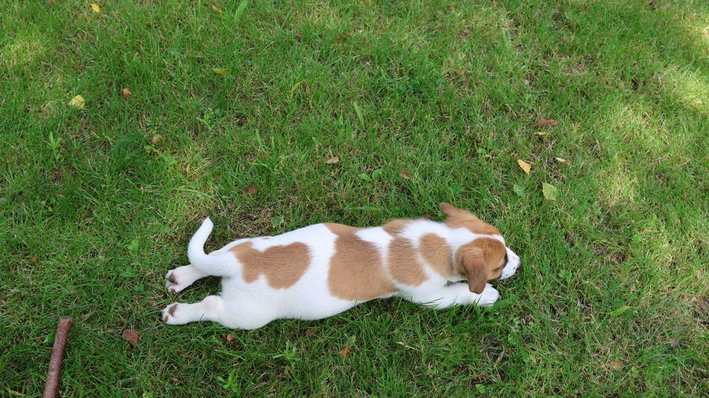 Piesek Jack Russell Terrier z hodowli "BREFIO"/ do odbioru