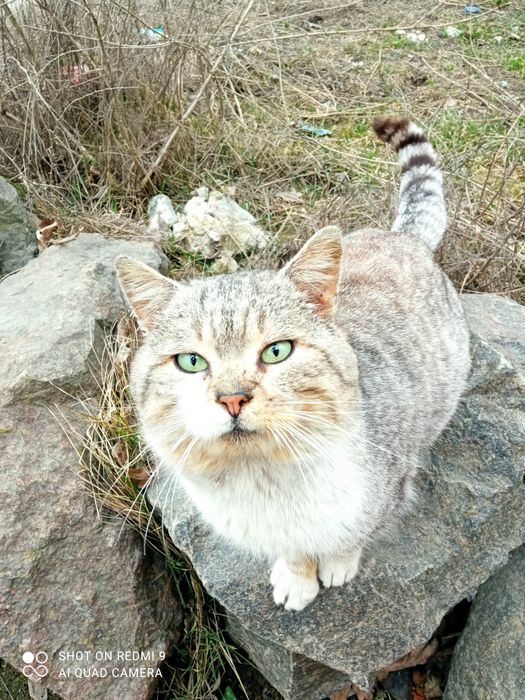 Тишка проситься в сім'ю