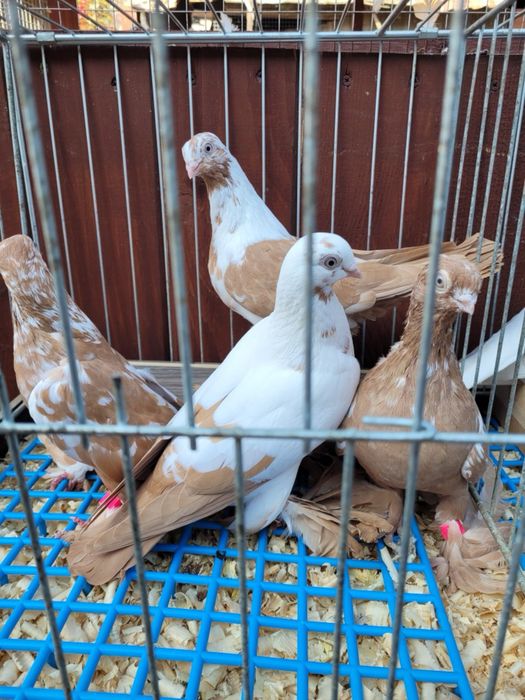 Gołębie wydymki żółte