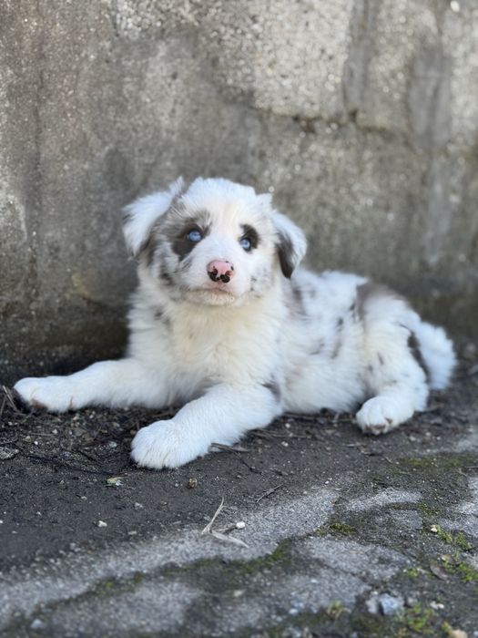Border Collie azul merle