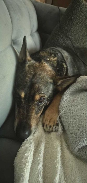 Kto przygarnie biednego seniorka? Master szuka domu stałego