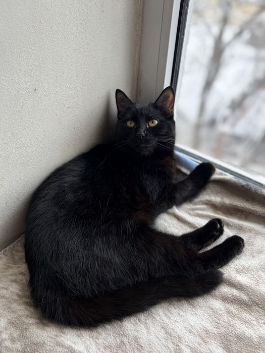 Киця Магда шукає родину. Кішечка в добрі руки