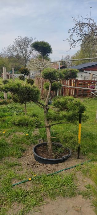 Drzewka bonsai sosna jałowiec  cyprysik