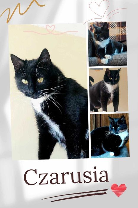 Kto wyczaruje koteczce Czarusi zasłużony happy end?