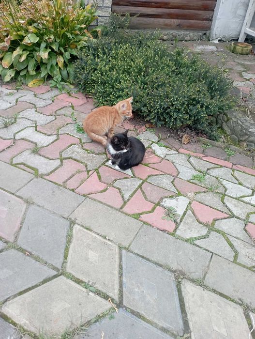 Віддам кошенят в добрі руки