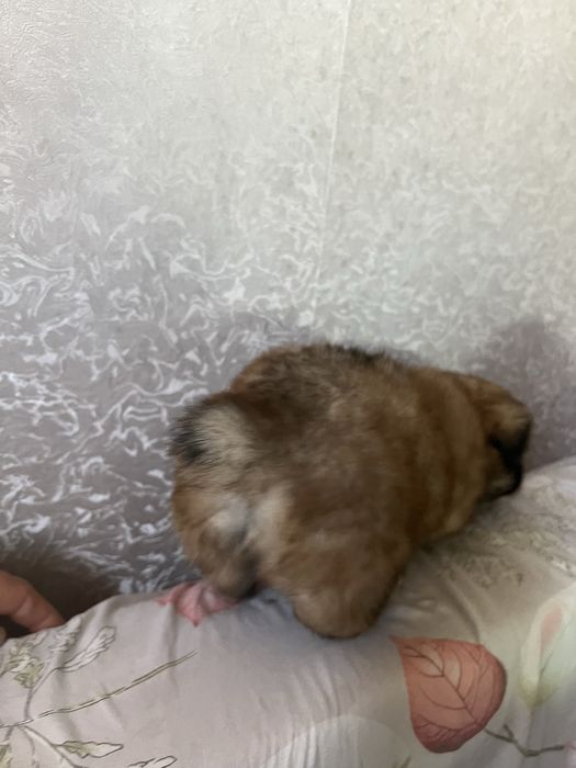 Віддам цуценя