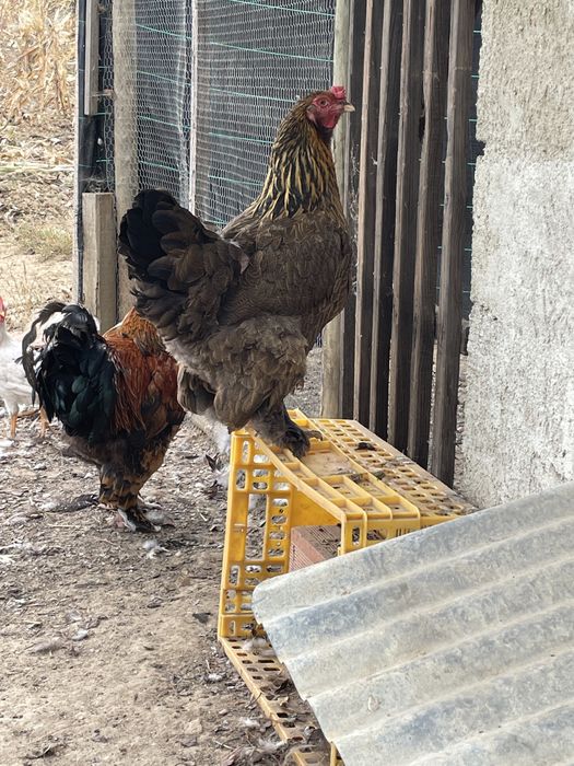 Casal Brahma com 1 ano e meio