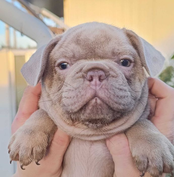 Bulldog francês lilac menina  . Top