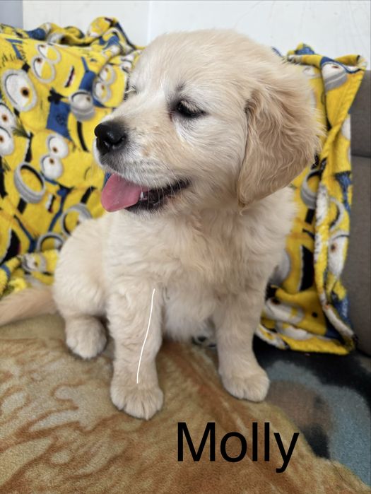 Piekna sunia golden retriever do odbioru