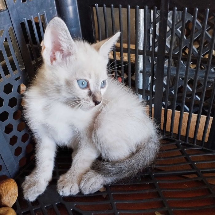 Gatinhos bebés para adopção