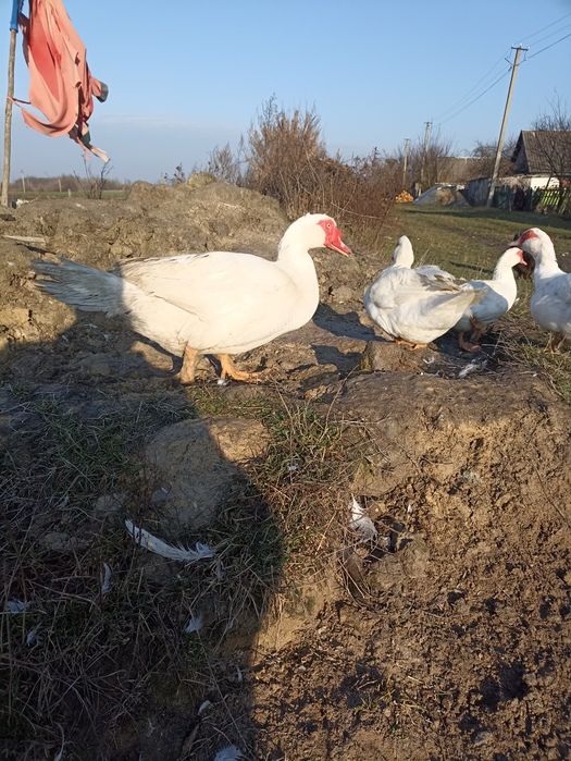 Продам індокачора шипуни