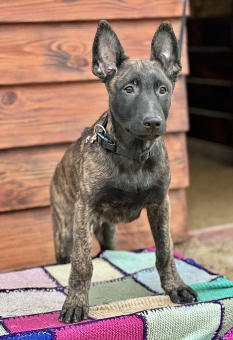 Шикарный крупный мощный пацан рабочего разведения!