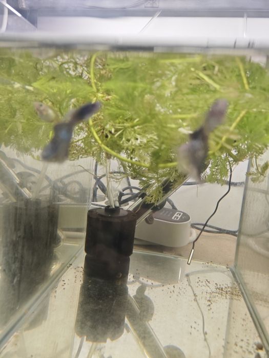 Guppies de Linhagem Disponíveis