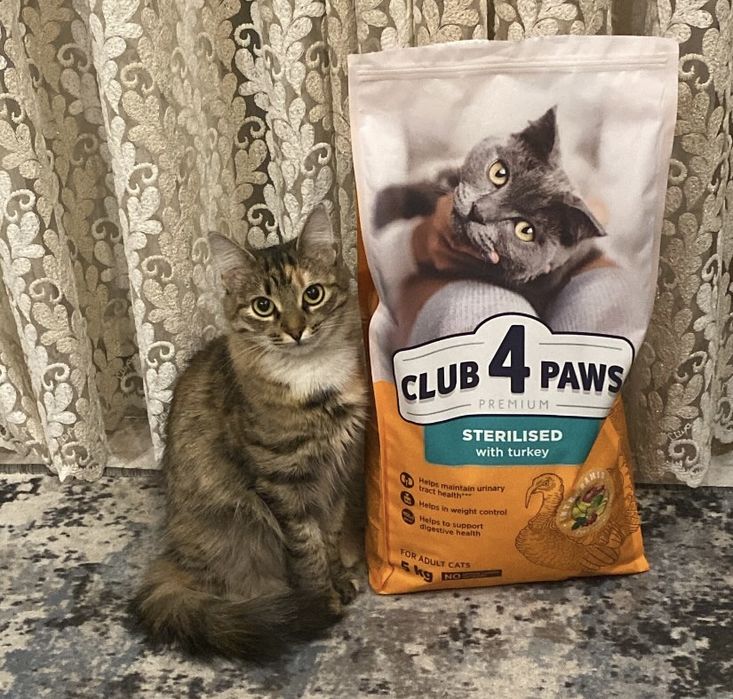 Кошечка ищет дом