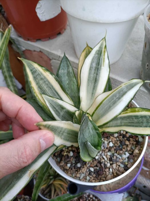 сансевиерия санрайз