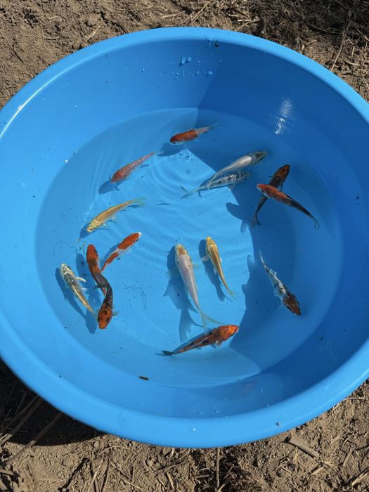 Carpas koi variedades 8-11 cm