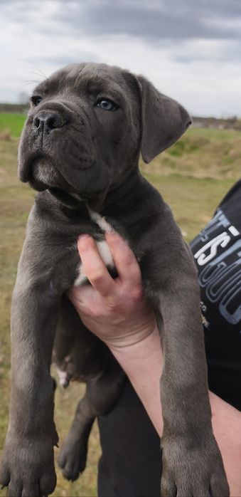 Cane Corso Italiano FCI