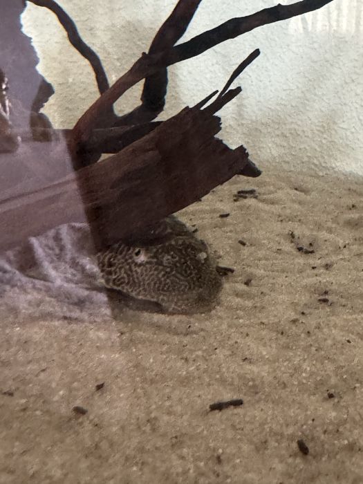 Pleco comum 20 cm