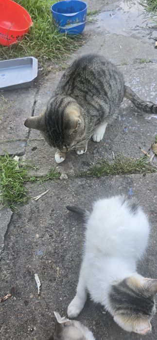 Oddam kotki w dobre rence