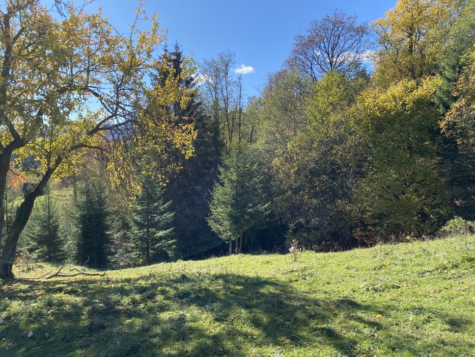 З двох сторін потічки. З трьох сторін дерева. Гарний заїзд