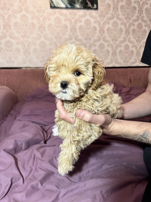 Чарівний хлопчик мальтіпу F-1