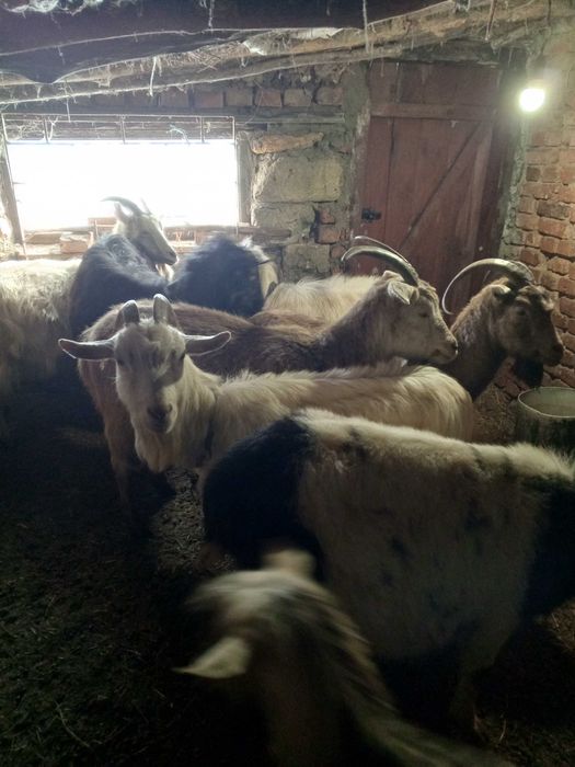 Продам коз дойных (Брынзу )